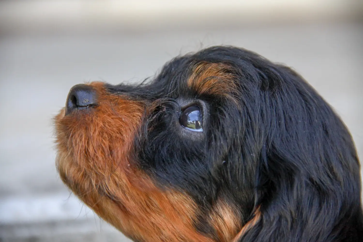 Buying a Cavoodle puppy means taking responsibility! Buy Cavoodle puppies.