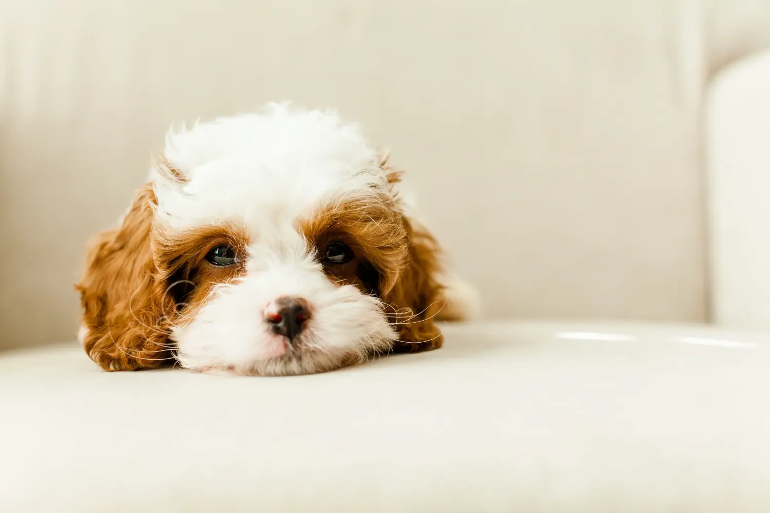 Buying a Cavoodle puppy means taking responsibility! Buy Cavoodle puppies.