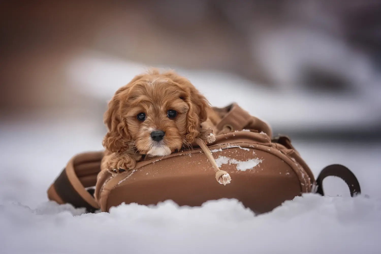 Buying a Cavoodle puppy means taking responsibility! Buy Cavoodle puppies.