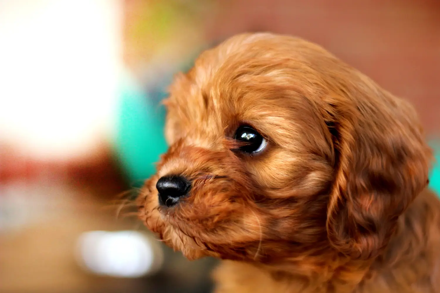 Buying a Cavoodle puppy means taking responsibility! Buy Cavoodle puppies.