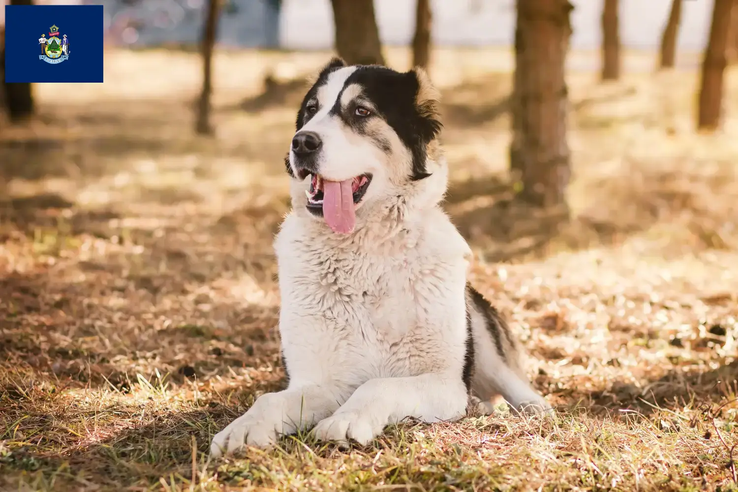 Central Asian Shepherd puppies and breeders Maine Find Central Asian Shepherd Dog breeders in Maine here.