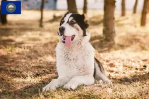 Read more about the article Central Asian Shepherd Dog Breeder and Puppies in New Hampshire