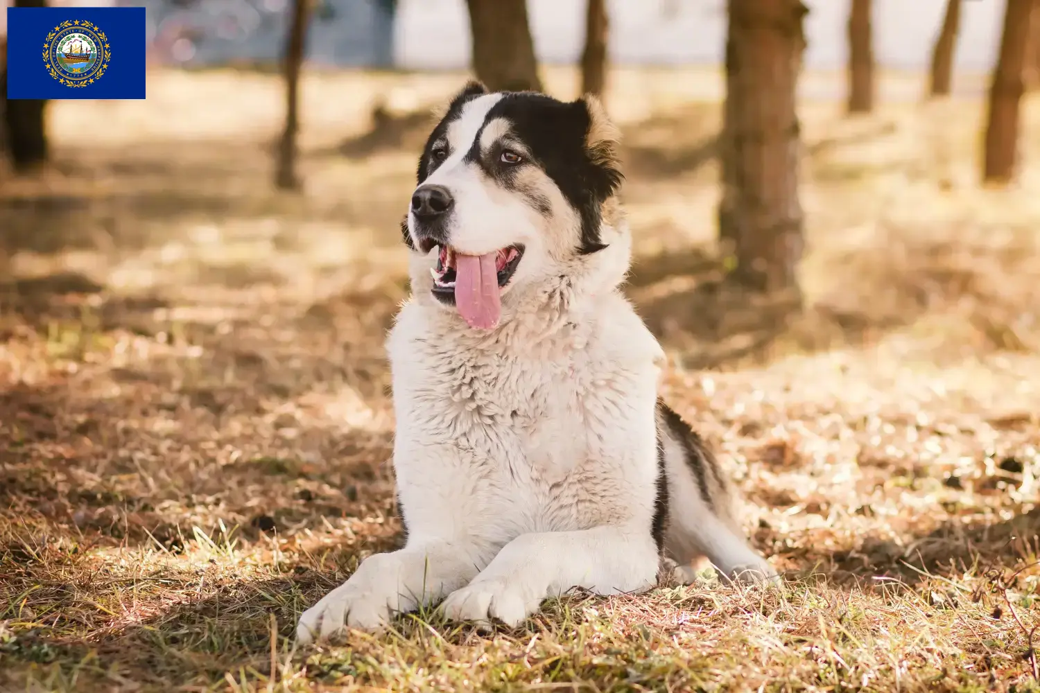 Central Asian Shepherd puppies and breeders New Hampshire Find Central Asian Shepherd Dog breeders in New Hampshire.