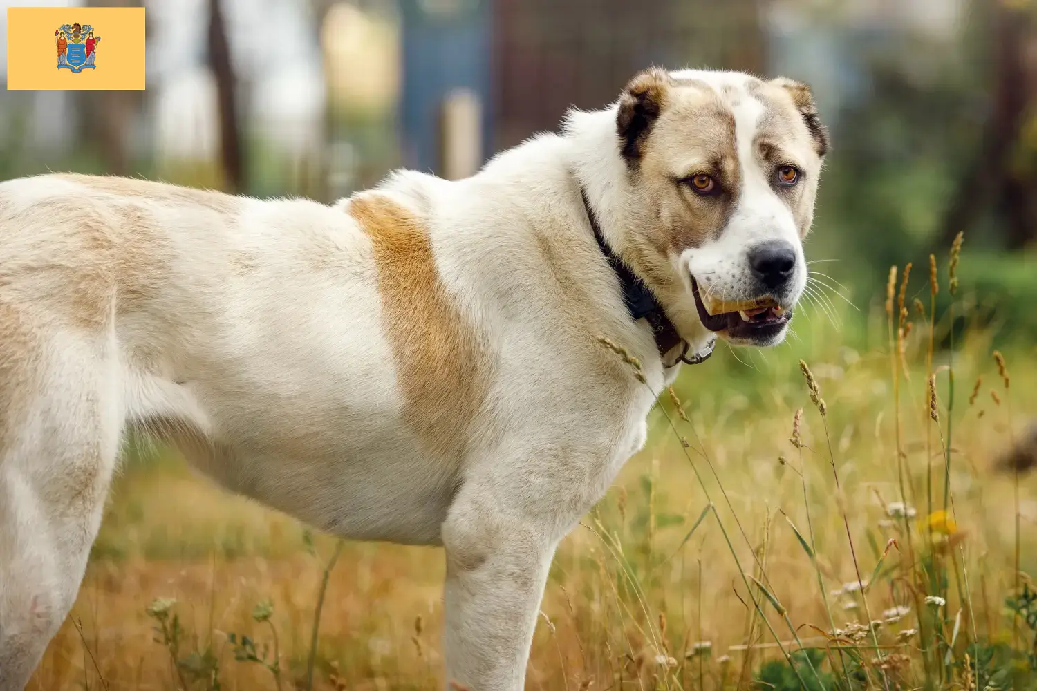 Central Asian Shepherd Puppies and Breeder New Jersey Find Central Asian Shepherd Dog breeders in New Jersey.