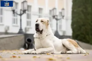 Read more about the article Central Asian Shepherd Dog Breeder and Puppies in New York