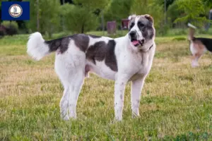 Read more about the article Central Asian Shepherd Dog Breeder and Puppies in Virginia