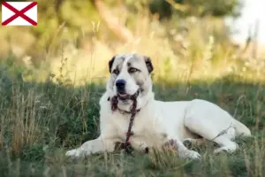 Read more about the article Central Asian Shepherd Dog Breeder and Puppies in Alabama