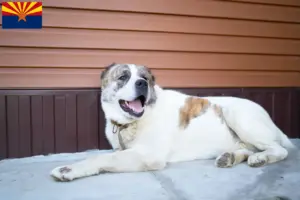Read more about the article Central Asian Shepherd Dog Breeder and Puppies in Arizona