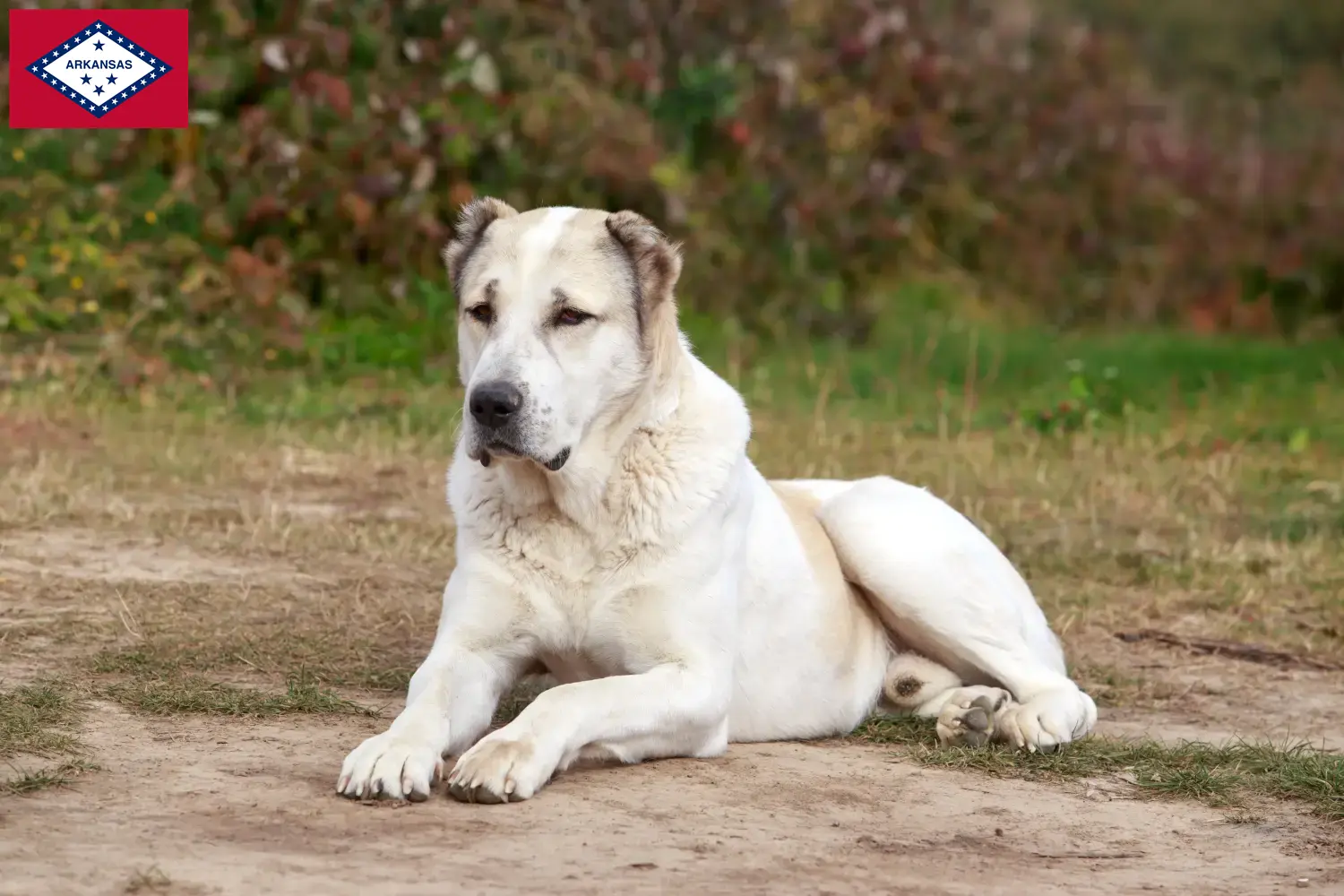 Central Asian Shepherd puppies and breeders Arkansas Find Central Asian Shepherd Dog breeders in Arkansas.