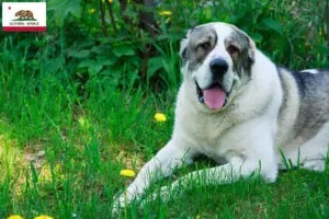 Read more about the article Central Asian Shepherd Dog Breeder and Puppies in California