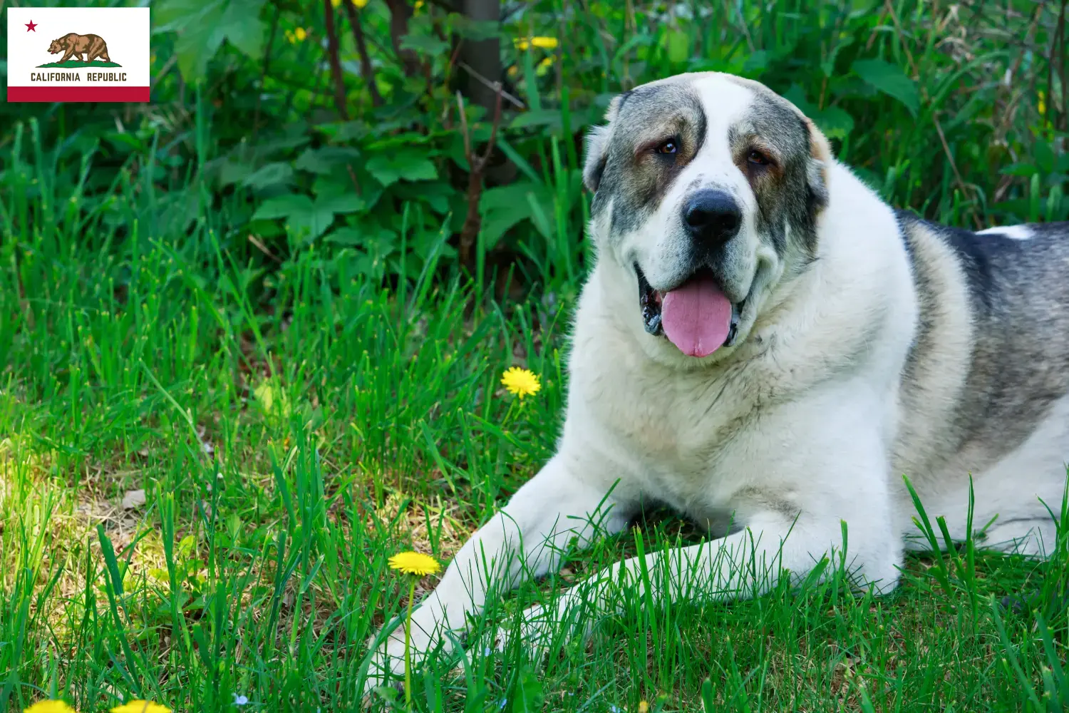 Central Asian Shepherd Puppies and Breeder California Find Central Asian Shepherd Dog breeders in California.