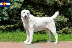 Read more about the article Central Asian Shepherd breeders and puppies in Colorado