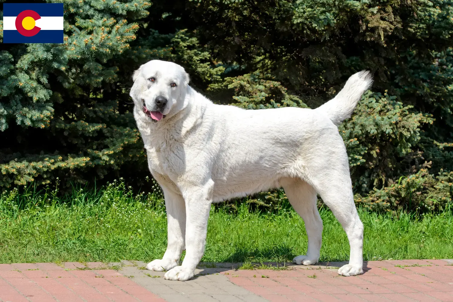 Read more about the article Central Asian Shepherd breeders and puppies in Colorado