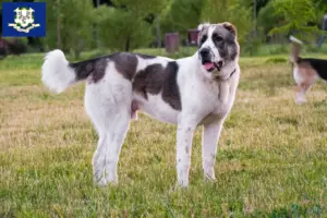 Read more about the article Central Asian Shepherd breeders and puppies in Connecticut