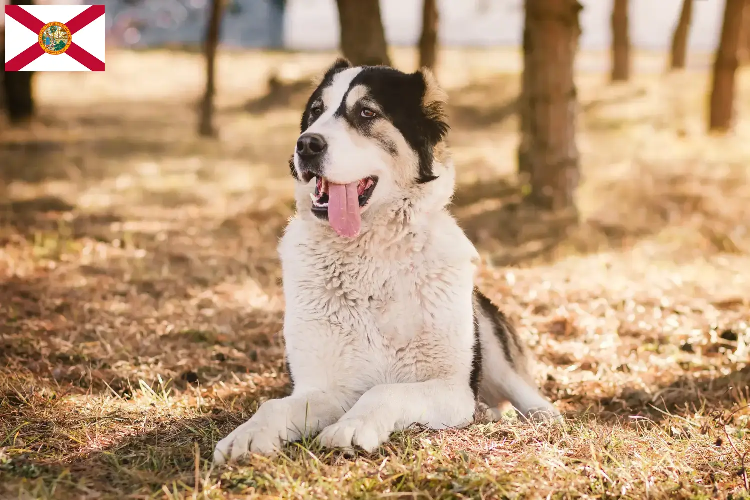 Central Asian Shepherd Puppies and Breeder Florida Find Central Asian Shepherd Dog breeders in Florida here.