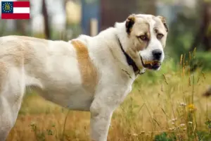 Read more about the article Central Asian Shepherd Dog Breeder and Puppies in Georgia