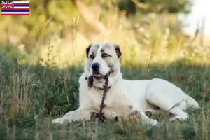 Read more about the article Central Asian Shepherd Dog Breeder and Puppies in Hawaii