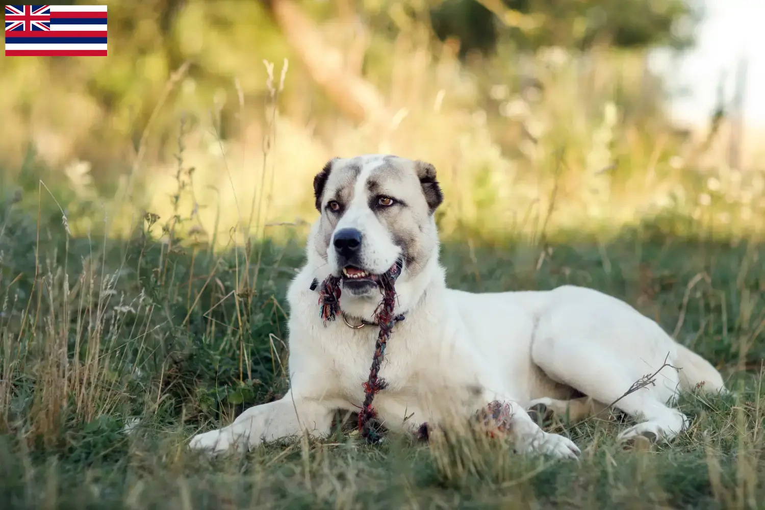 Central Asian Shepherd puppies and breeders Hawaii Find Central Asian Shepherd Dog breeders in Hawaii.