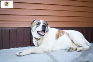 Read more about the article Central Asian Shepherd Dog Breeder and Puppies in Illinois