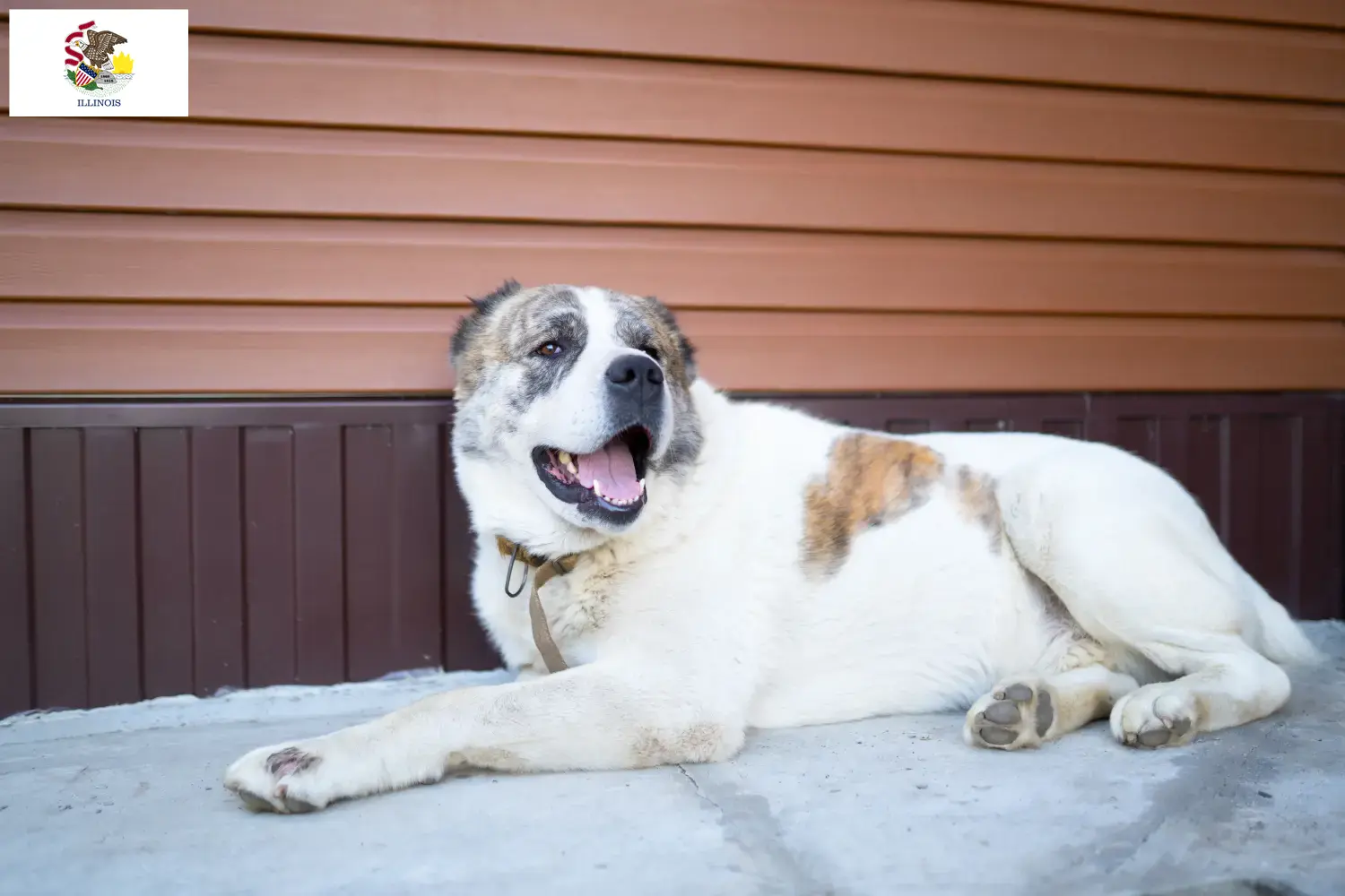 Central Asian Shepherd puppies and breeders Illinois Find Central Asian Shepherd Dog breeders in Illinois.