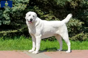 Read more about the article Central Asian Shepherd breeders and puppies in Kansas