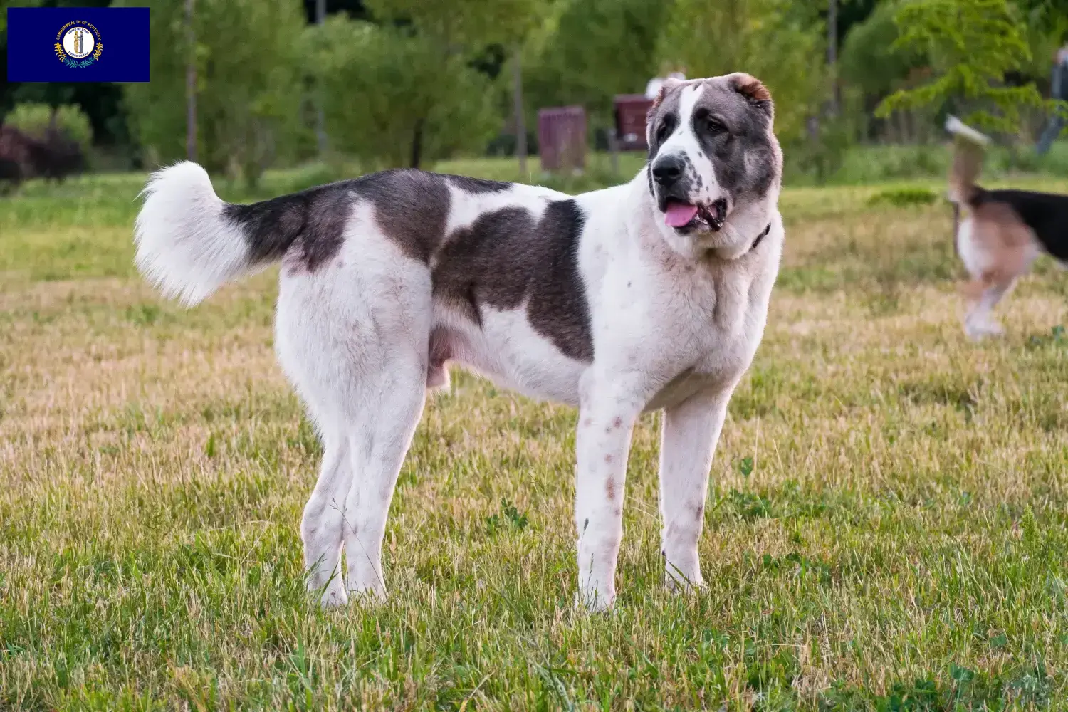 Central Asian Shepherd puppies and breeders Kentucky Find Central Asian Shepherd Dog breeders in Kentucky.