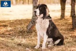 Read more about the article Central Asian Shepherd Dog Breeder and Puppies in Louisiana