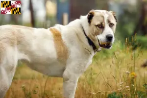 Read more about the article Central Asian Shepherd Dog Breeder and Puppies in Maryland