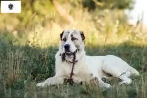 Read more about the article Central Asian Shepherd breeders and puppies in Massachusetts