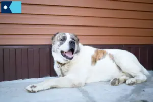 Read more about the article Central Asian Shepherd breeders and puppies in Minnesota