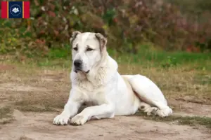 Read more about the article Central Asian Shepherd Dog Breeder and Puppies in Mississippi