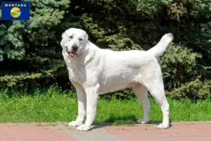 Read more about the article Central Asian Shepherd Dog Breeder and Puppies in Montana