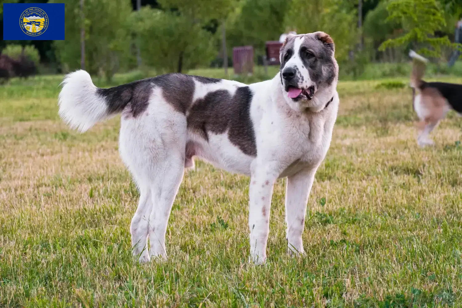 Central Asian Shepherd puppies and breeders Nebraska Find Central Asian Shepherd Dog breeders in Nebraska.