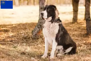 Read more about the article Central Asian Shepherd Dog Breeder and Puppies in Nevada
