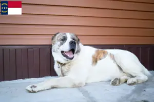 Read more about the article Central Asian Shepherd Dog Breeder and Puppies in North Carolina
