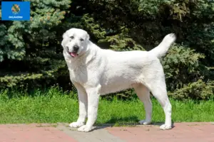 Read more about the article Central Asian Shepherd Dog Breeder and Puppies in Oklahoma