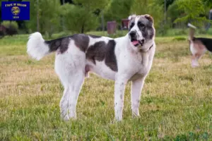 Read more about the article Central Asian Shepherd breeders and puppies in Oregon