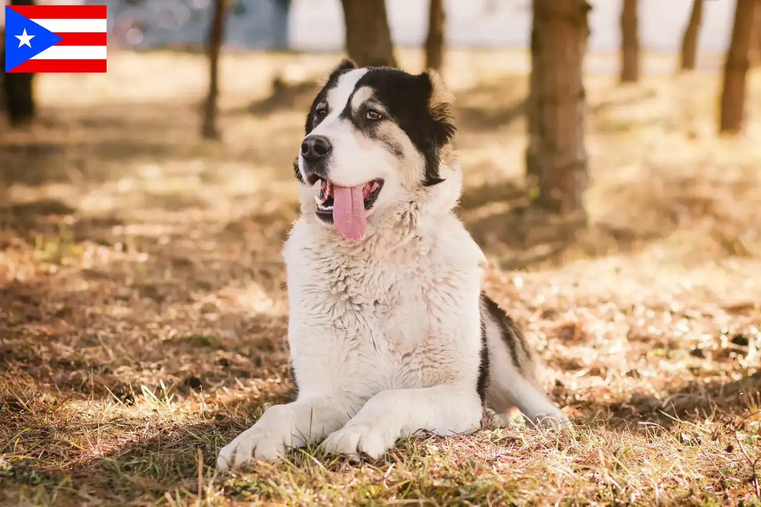 Central Asian Shepherd puppies and breeders Puerto Rico Find Central Asian Shepherd Dog breeders in Puerto Rico.