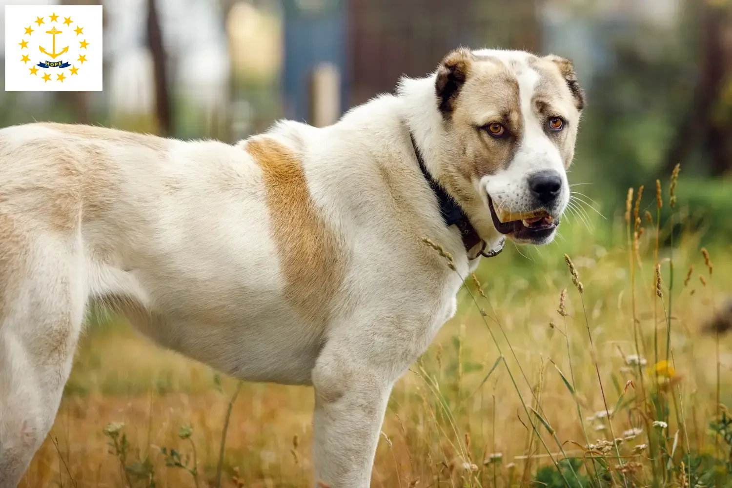 Central Asian Shepherd puppies and breeders Rhode Island Find Central Asian Shepherd Dog breeders in Rhode Island.