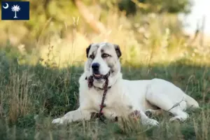 Read more about the article Central Asian Shepherd Dog Breeder and Puppies in South Carolina