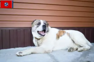 Read more about the article Middle Asian Shepherd Dog Breeder and Puppies in Tennessee
