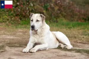Read more about the article Central Asian Shepherd Dog Breeder and Puppies in Texas