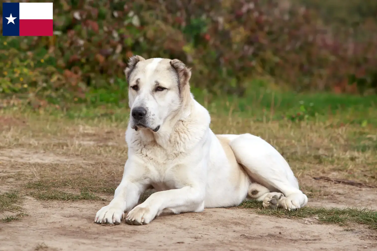 Central Asian Shepherd Puppies and Breeder Texas Find Central Asian Shepherd Dog breeders in Texas.