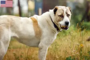 Read more about the article Central Asian Shepherd breeders and puppies in the USA