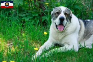 Read more about the article Central Asian Shepherd breeders and puppies in Utah