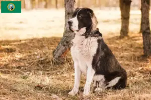 Read more about the article Central Asian Shepherd Dog Breeder and Puppies in Washington