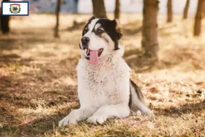 Read more about the article Central Asian Shepherd Dog Breeder and Puppies in West Virginia