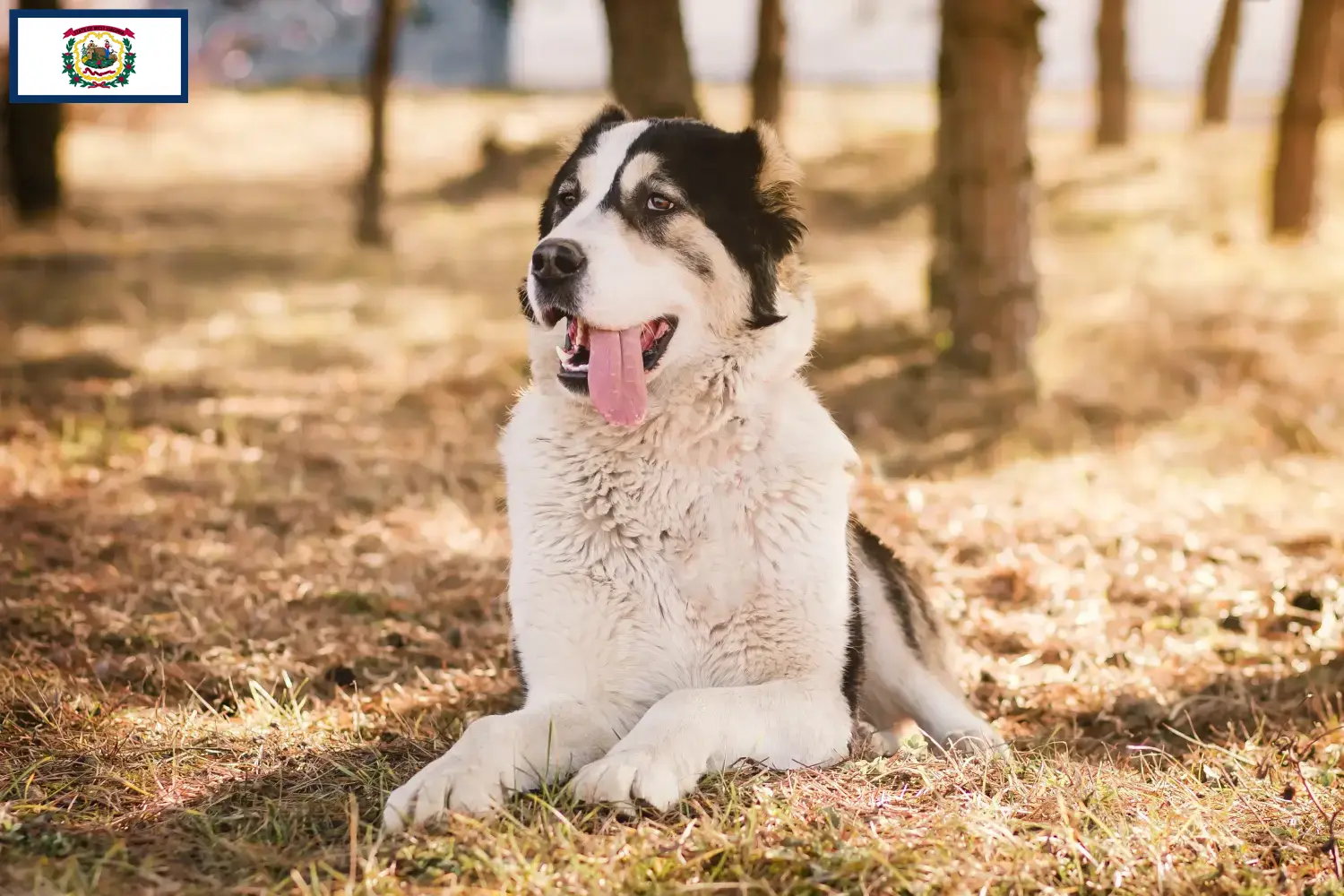 Central Asian Shepherd puppies and breeders West Virginia Find Central Asian Shepherd Dog breeders in West Virginia.