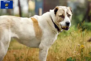 Read more about the article Central Asian Shepherd breeders and puppies in Wisconsin