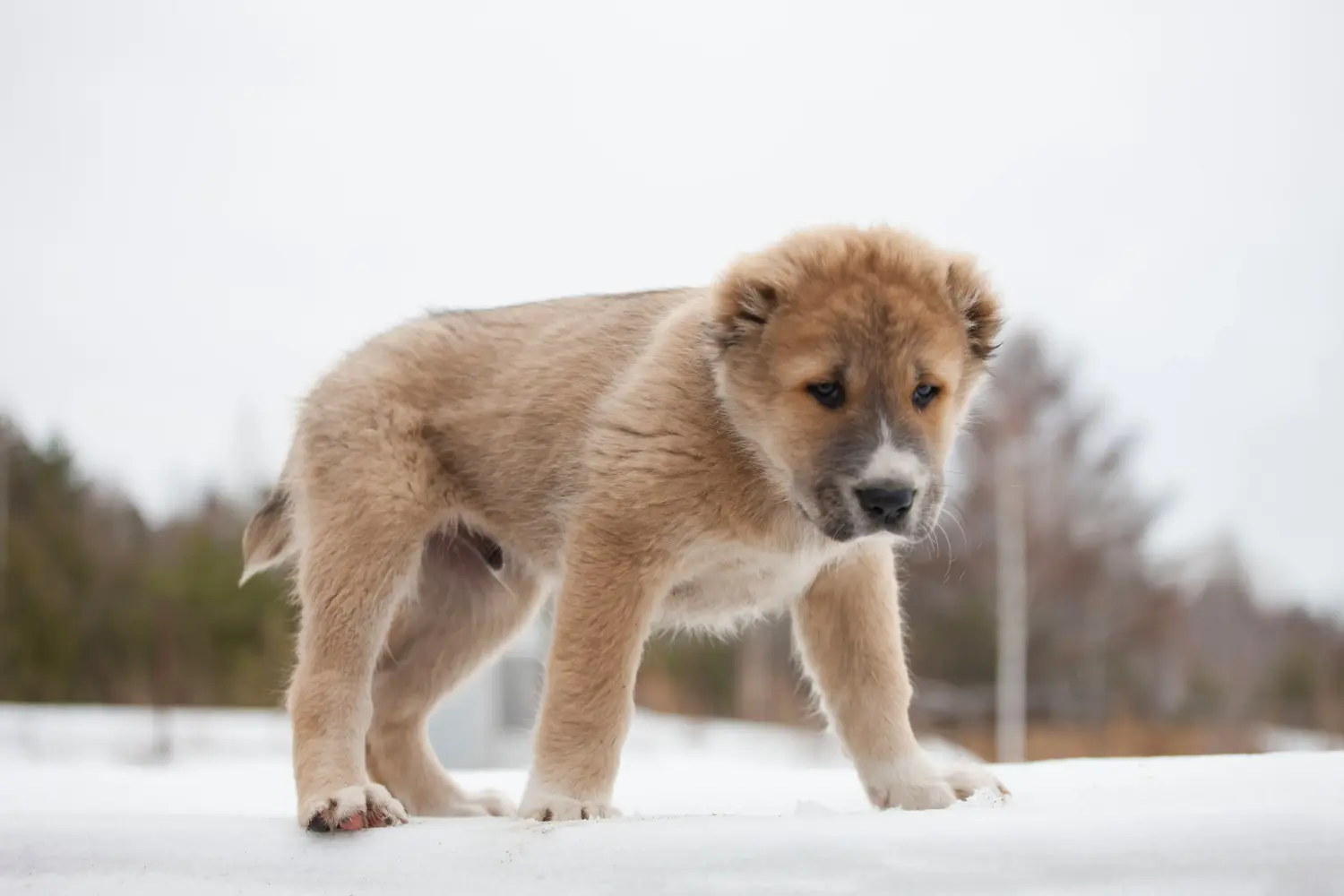 Buying a Central Asian Shepherd puppy means taking responsibility! Buy Central Asian Shepherd puppies.